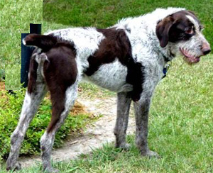 the German Wirehaired Pointer is an intelligent, energetic and determined hunter