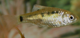 Gold barbs are active fish. Gold barbs are active fish.