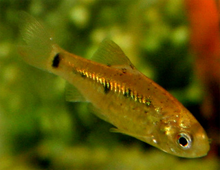 Gold barbs typically are bottom dwelling fish