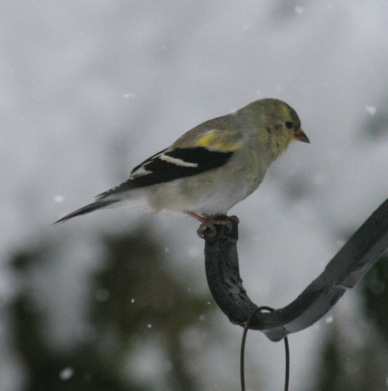 American Goldfinch is frequently found in weedy fields and bird feeders. 