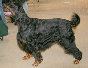 The Gordon Setter is a good-sized, sturdily built, black and tan dog