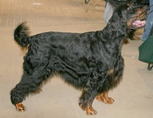 The grodon setter is the largest of the setter breed