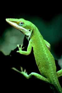 Anoles are a popular pet