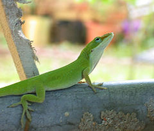 Green anoles come from the southeastern United States, Cuba, Jamaica, and other Caribbean islands