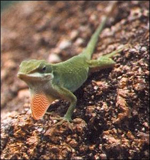 Anoles do well kept in small groups consisting of one male and 2-3 females