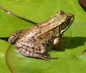 female green frog - notice the tympanic membrane is the same size as the eye