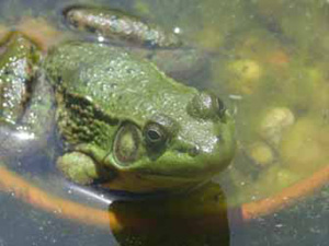 male green frog - notice the size of the tympanic mambrane