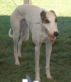 Greyhounds are coursing hound