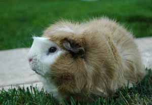 Guinea pigs can grow to 2 to 3 lbs. and average 10 to 14 inches in length.