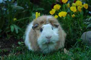 Guinea pigs come from South America in the Andes Mountains