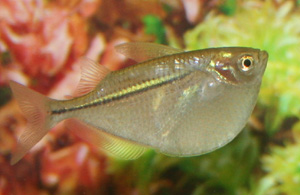 The common hatchetfish has a convex body. The common hatchetfish has a convex body.