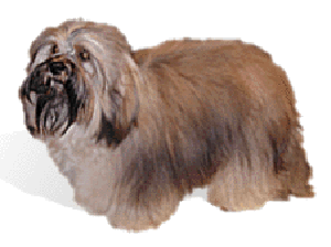 The Havanese is a small sturdy dog of immense charm