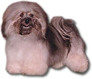 In both structure and gait, the Havanese is not easily mistaken for any other breed