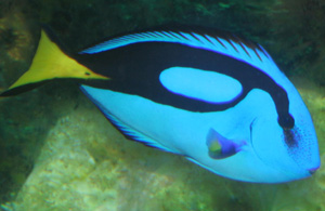 The regal tang is a pretty hardy fish to maintain.