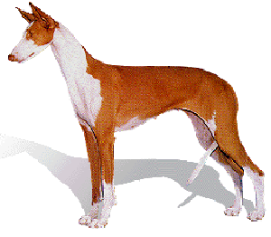Ibizan hound is a hunting dog whose quarry is primarily rabbits