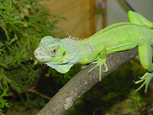 An iguana can grow up to 6 feet.