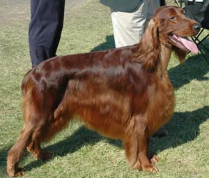 the Irish Setter is a swift-moving hunter