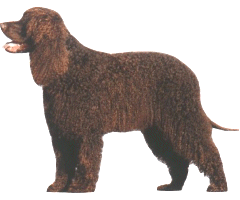 The Irish Water Spaniel presents a picture of a smart, upstanding strongly built sporting dog