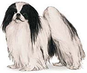 The Japanese Chin is a small, well balanced, lively, aristocratic toy dog with a distinctive Orienta