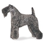 Kerry_Blue_Terrier