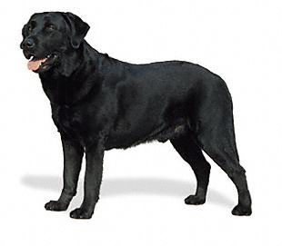 The Labrador Retriever is a strongly built, medium-sized, short-coupled, dog