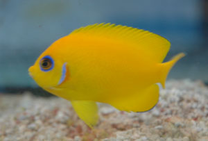 Lemonpeel angelfish are not recommended for reefs