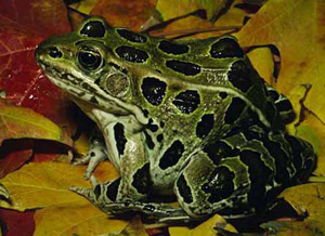 leopard frog information including size, life span and range