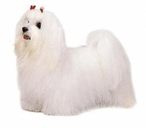 The Maltese is a toy dog covered from head to foot with a mantle of long, silky, white hair