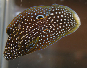 The marine betta will eat ornamental shrimp