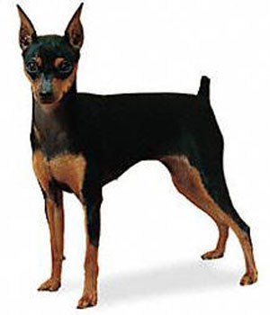 The Miniature Pinscher is structurally a well balanced, sturdy, compact, short-coupled, smooth-coate