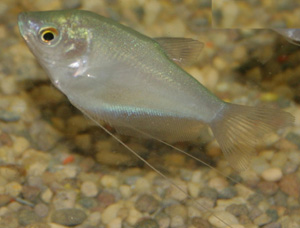 The moonlight gourami is generally a peaceful fish. The moonlight gourami is generally a peaceful fish.