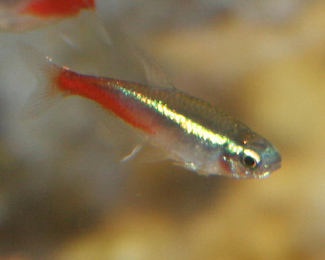 Neon tetra are small, peaceful fish