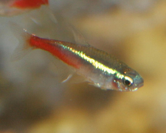 Neon tetra are small, peaceful fish Neon tetra are small, peaceful fish