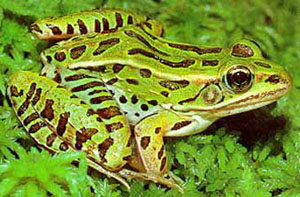 Leopard frogs are native to North America