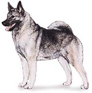 The Norwegian Elkhound is a hardy gray hunting dog. 