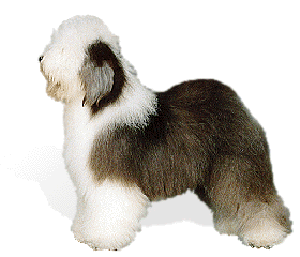 Old English Sheepdog is an adaptable, intelligent dog of even disposition, with no sign of aggressio