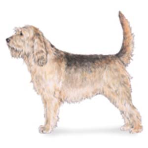 The Otterhound is a large, rough-coated hound