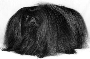 The Pekingese is a well-balanced, compact dog of Chinese origin