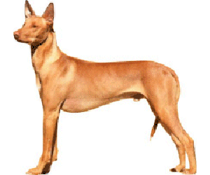 Pharaoh Hound are Intelligent, friendly, affectionate and playful