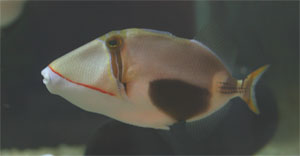 Picasso - also called Humuhumu - triggerfish come from the Indo-Pacific ocean region Picasso - also called Humuhumu - triggerfish come from the Indo-Pacific ocean region