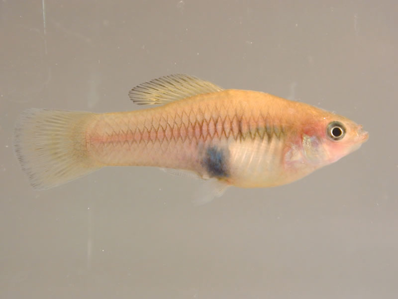 The platy is a livebearer.