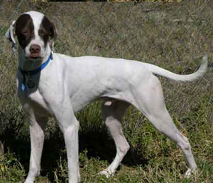 The Pointer is bred primarily for sport afield