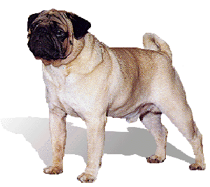 In a pug symmetry and general appearance are decidedly square and cobby