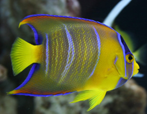 The queen angelfish is a medium level fish to maintain.