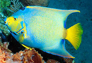 Be forewarned that like other large angelfish, adult queen angelfish may not reach the full color po Be forewarned that like other large angelfish, adult queen angelfish may not reach the full color po