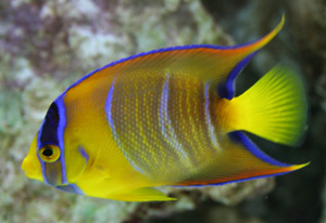 The Queen angelfish inhabits coral reefs in tropical western Atlantic waters