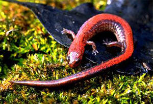 The Red-backed Salamander is characterized by the red stripe which begins immediately behind the hea