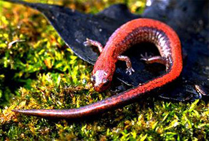 The Red-backed Salamander is characterized by the red stripe which begins immediately behind the hea The Red-backed Salamander is characterized by the red stripe which begins immediately behind the hea