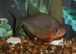 Red Pacu