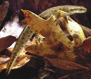The Red-Spotted Newt gets its name from the many red spots The Red-Spotted Newt gets its name from the many red spots